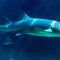 Nurse Shark